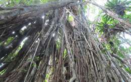 Image of Ficus obliqua G. Forster