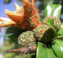 Image of pomegranate aphid