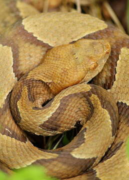 Image of Copperhead