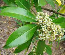 Слика од Ilex paraguariensis A. St.-Hil.