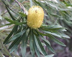 Image of banksia