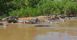 Image of Caimans