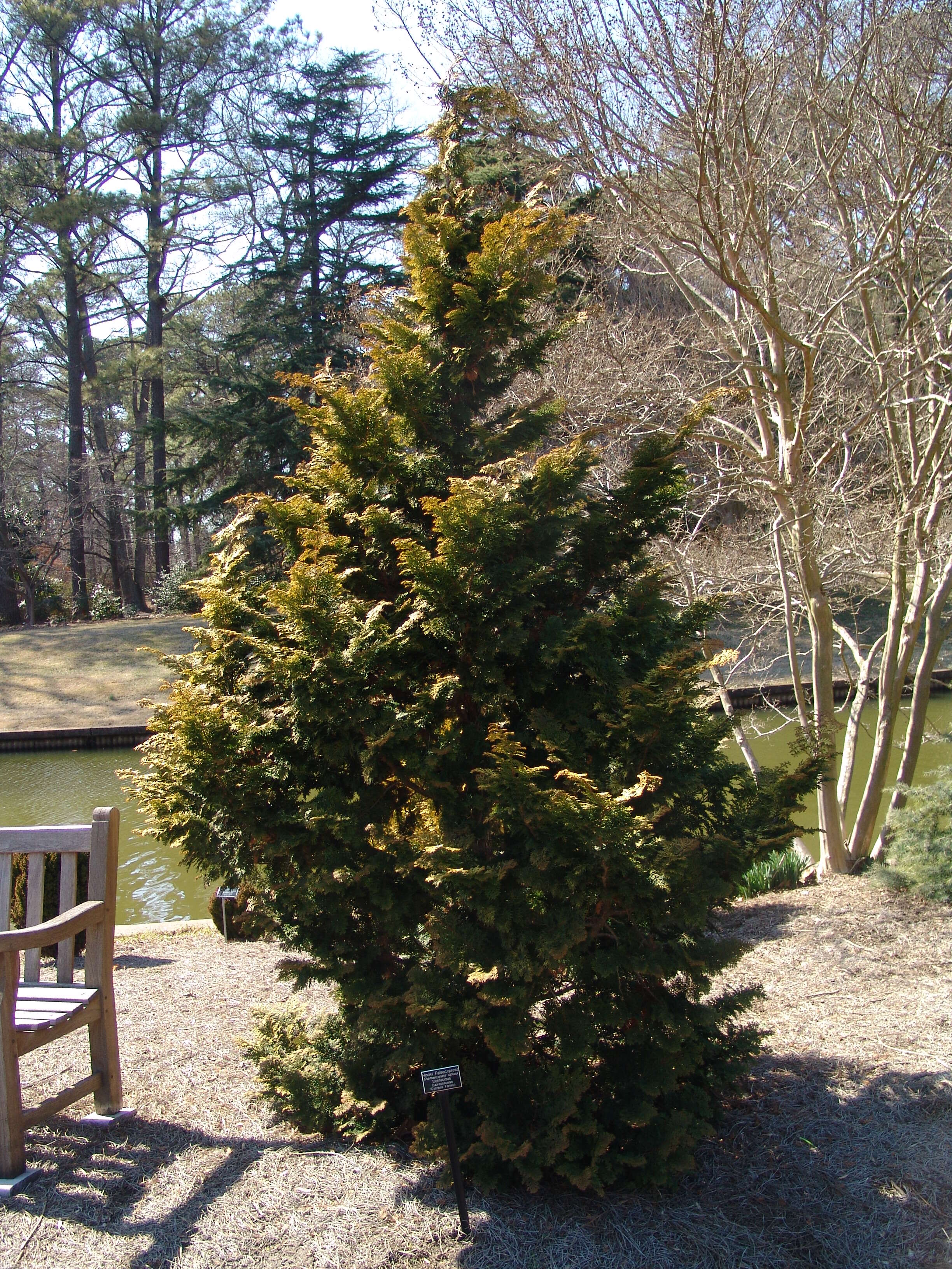 Image of Hinoki Cypress