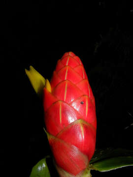 Image of Costus plicatus Maas