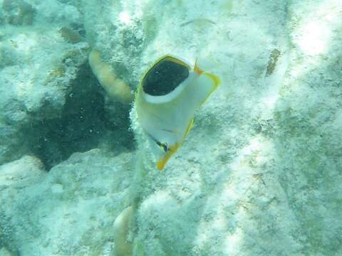 Image of Blackblotch Butterflyfish