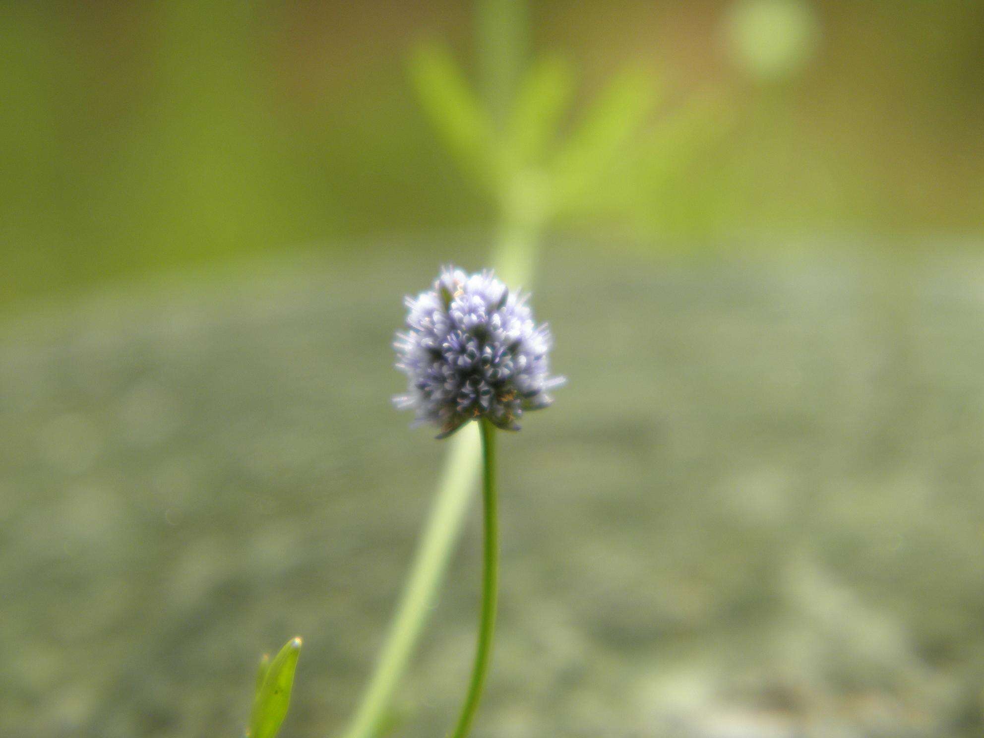 Eryngium baldwinii Spreng. resmi