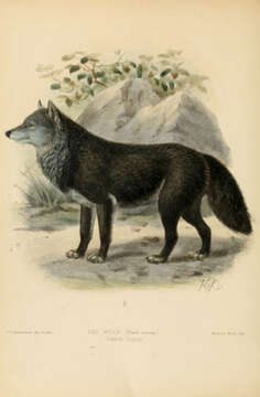 Image of coyote