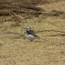 Image de Motacilla alba lugens Gloger 1829