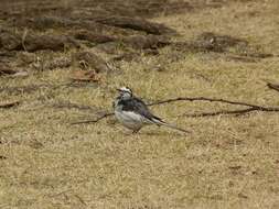 Image de Motacilla alba lugens Gloger 1829