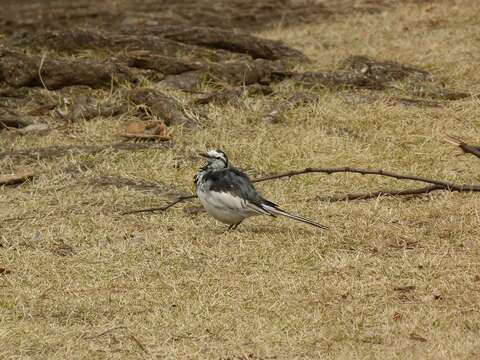 Image of Motacilla alba lugens Gloger 1829