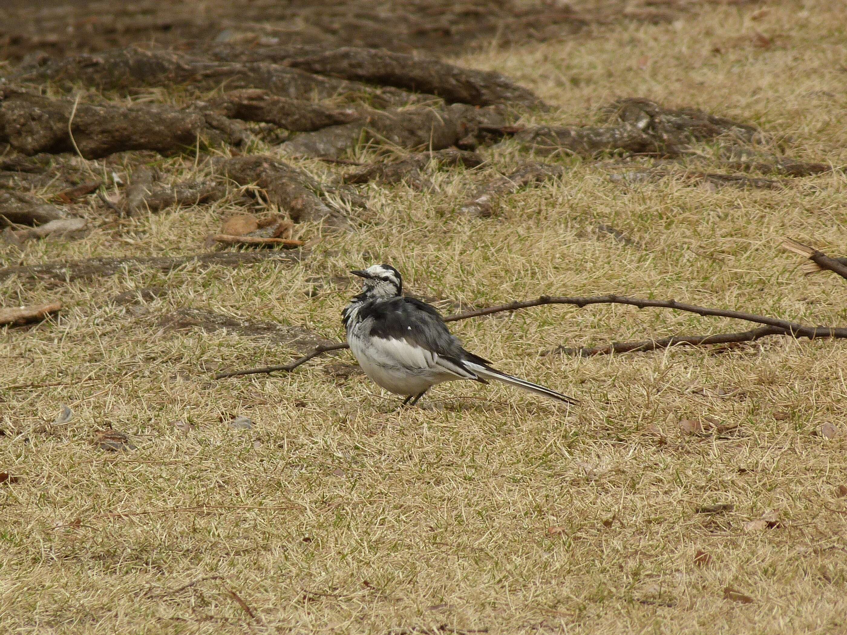 Image of Motacilla alba lugens Gloger 1829