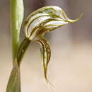 Image of Banded greenhood