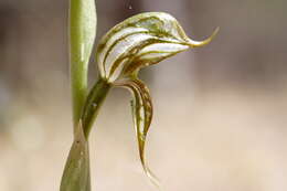 Image of Banded greenhood