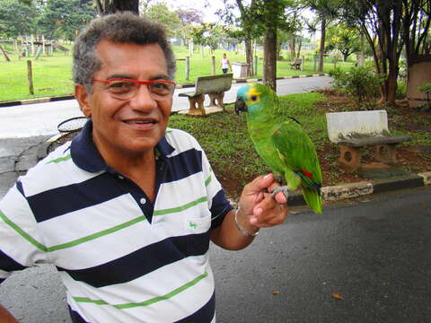 Image of Blue-fronted Amazon