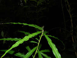 Image of Costus stenophyllus Standl. & L. O. Williams