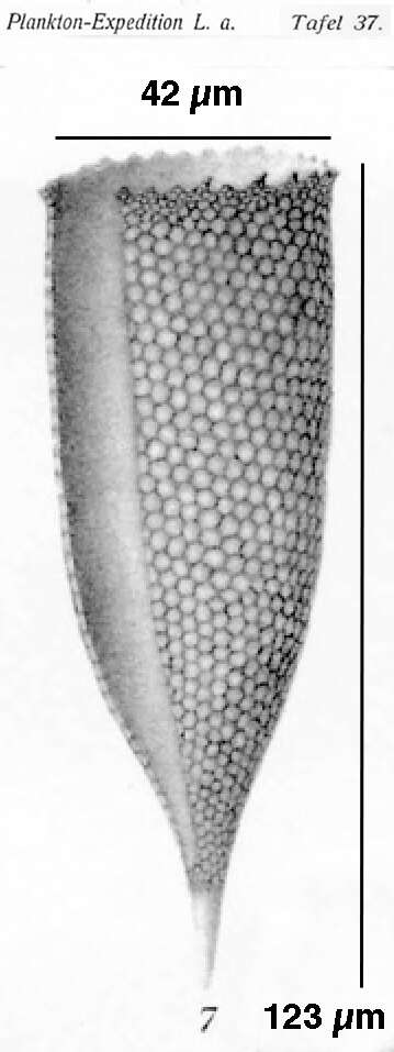 Image of Xystonellidae
