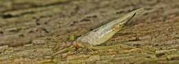 Image of Two-spotted Tree Cricket