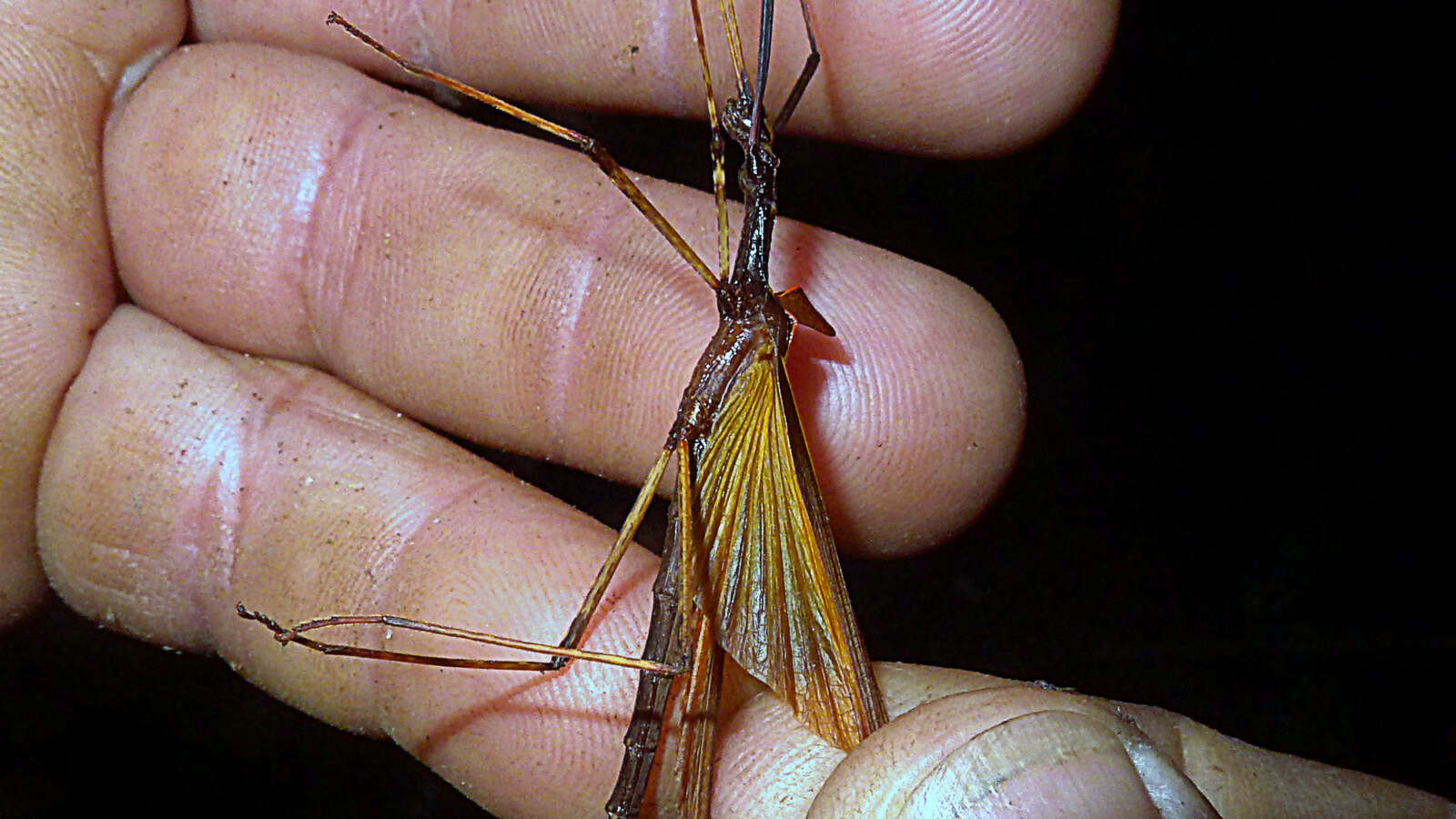 Image of Pseudophasma flavipes (Chopard 1911)