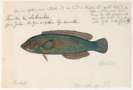 Image of Cuban hogfish