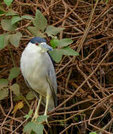 Image of Night Herons