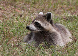 Image of Raccoons