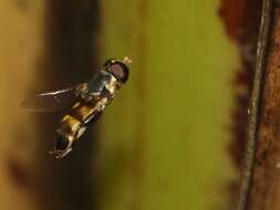 Image of Syrphid fly