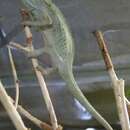 Image of Montane side-striped chameleon