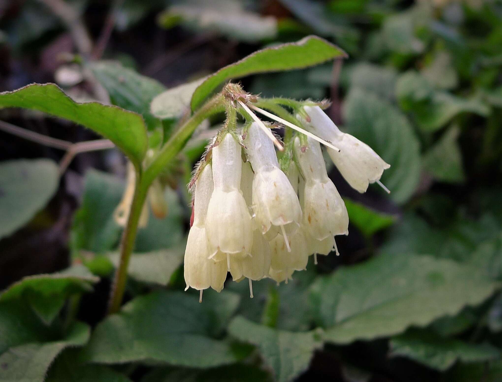 Image of Symphytum grandiflorum DC.