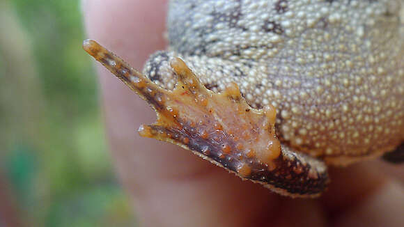 Image of Rhinella hoogmoedi Caramaschi & Pombal 2006