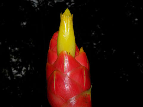 Image of Costus plicatus Maas