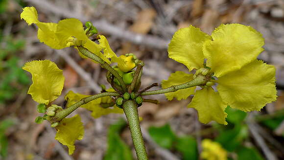 Image of Stigmaphyllon blanchetii C. Anderson