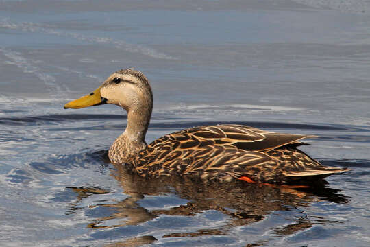 Image of Florida duck