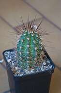 Image de Echinocereus coccineus Engelm.