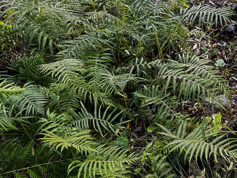 Image of Sonoran maiden fern