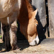 Image of Equus subgen. Equus Linnaeus 1758