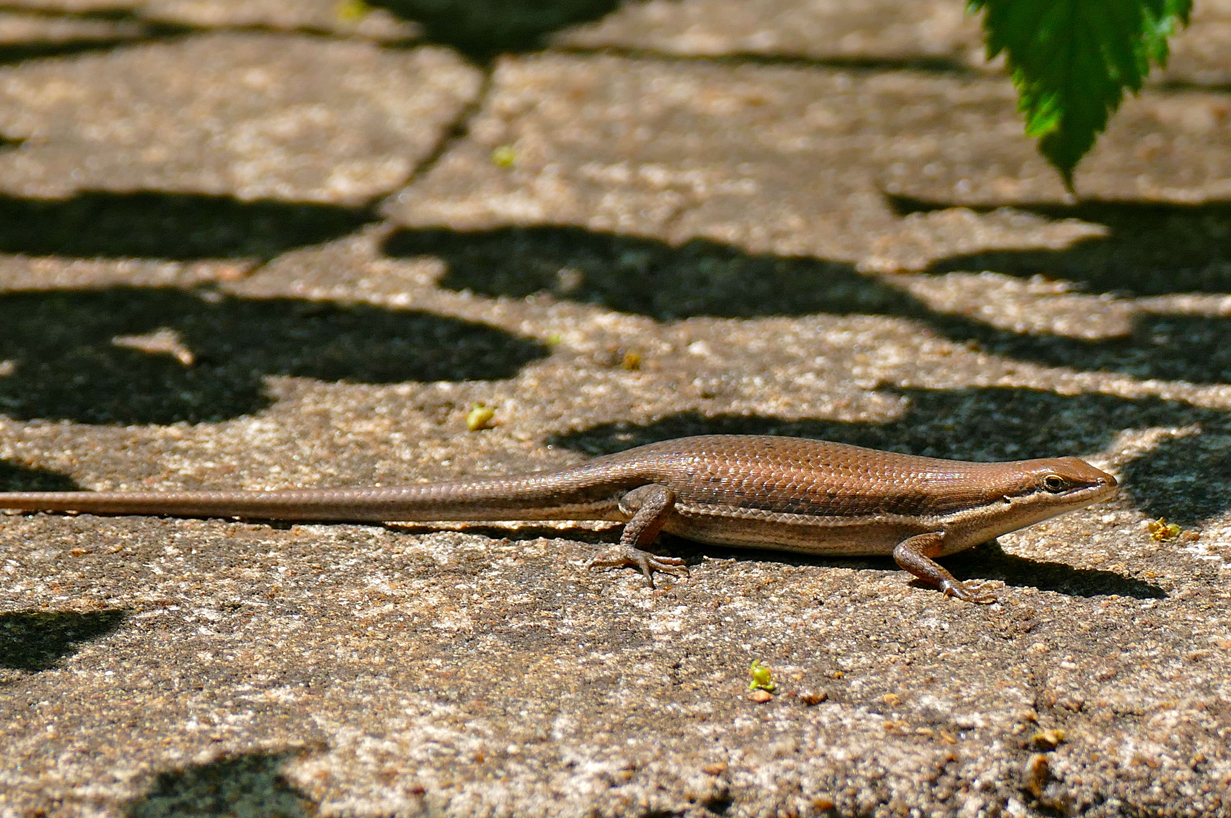 Sivun Trachylepis Fitzinger 1843 kuva