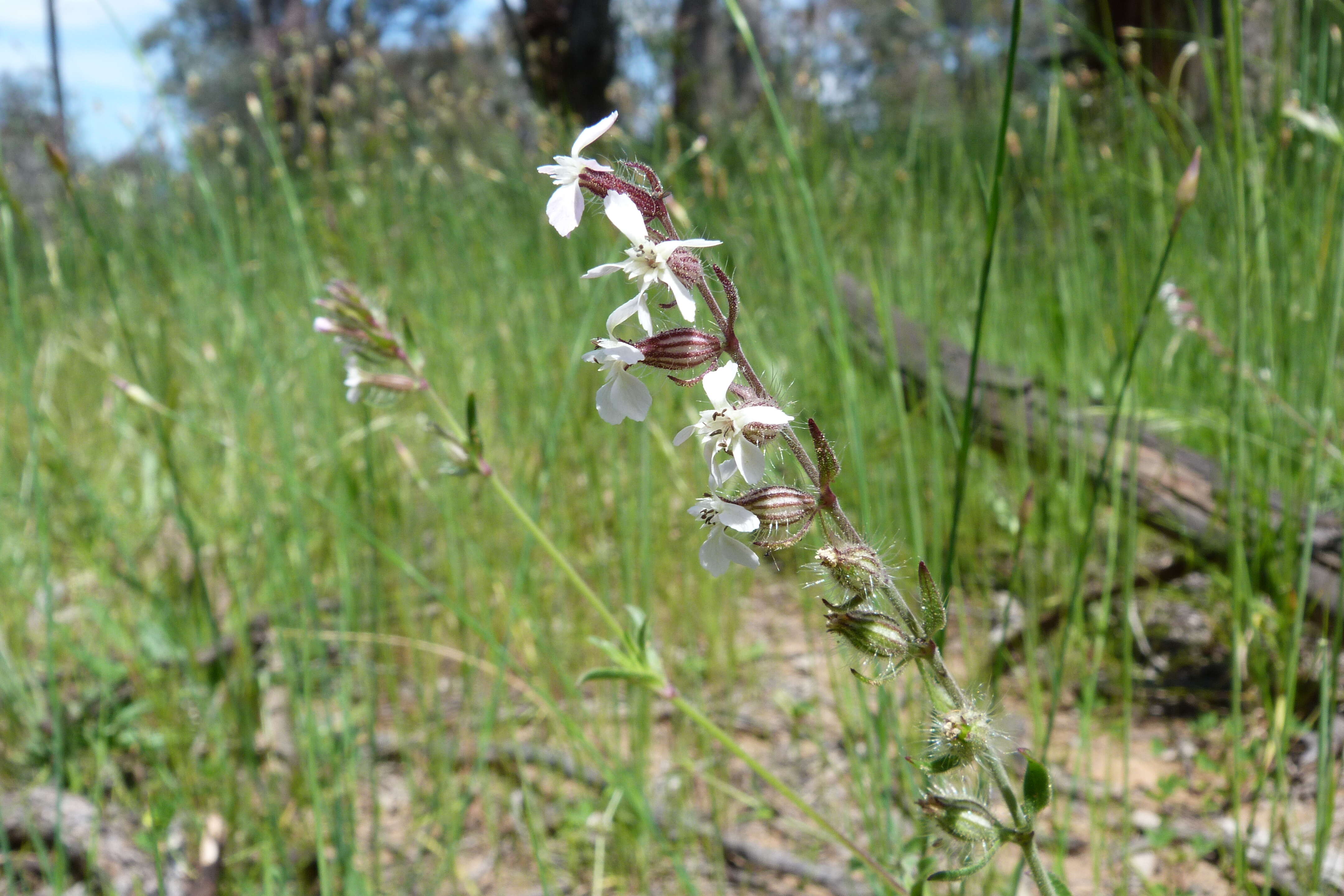 Image of Catchfly