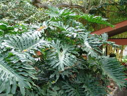 Image of Philodendron Bipinnatifidum