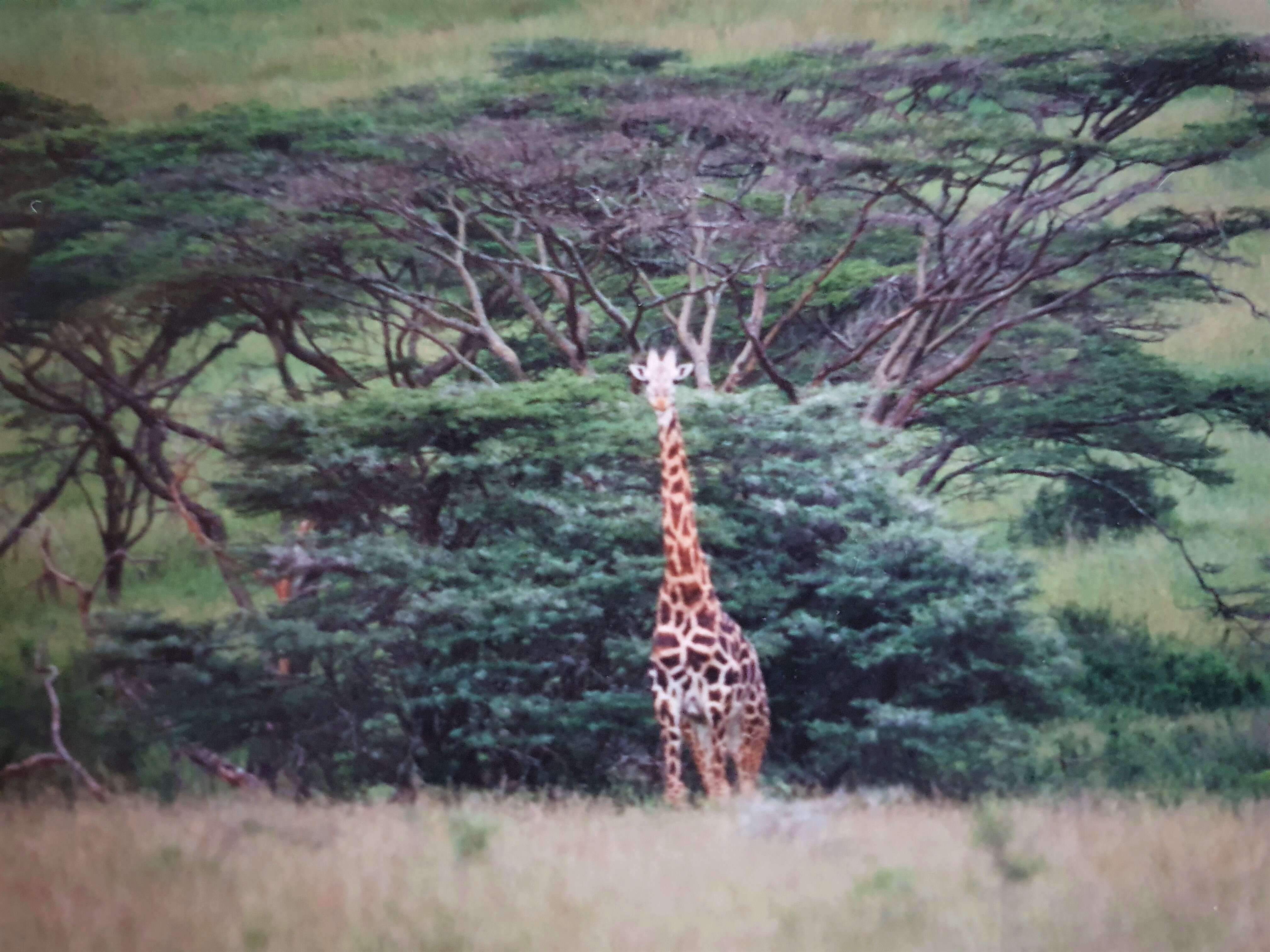 Image of Giraffa