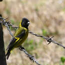 Image of Carduelis notata