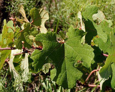 Image of summer grape