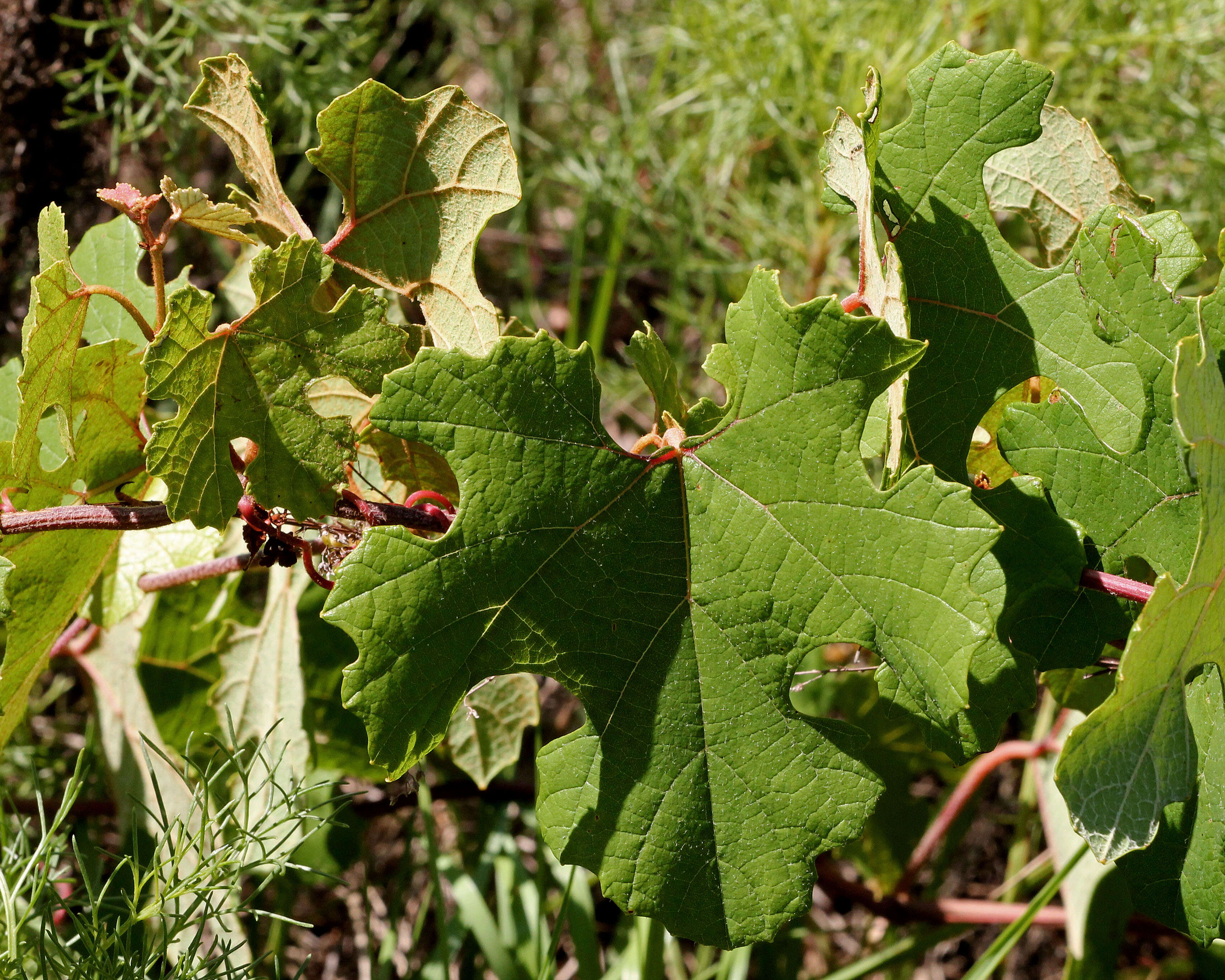 Image of grape