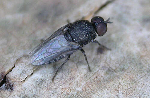 Image of Diptera