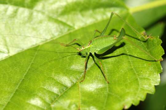 Image of speckled bush-cricket