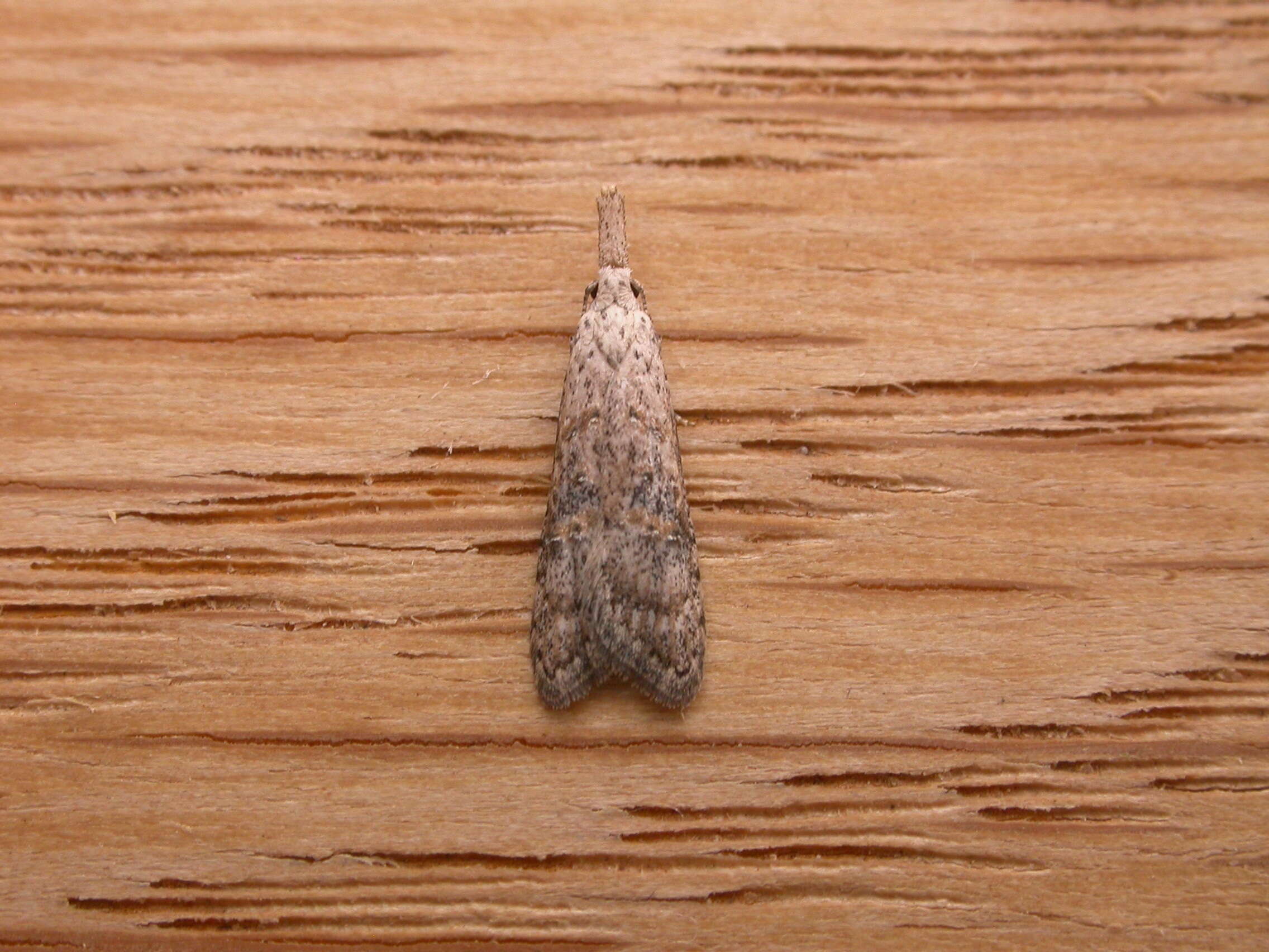 Image of Fruitworm Moths