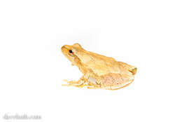 Image of Spring Peeper