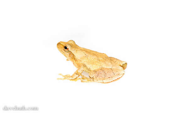 Image of Spring Peeper