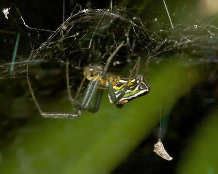 Image of Basilica Orbweaver