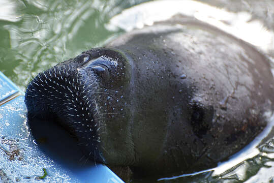 Image of manatee