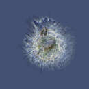 Image of <i>Pelomyxa corona</i>